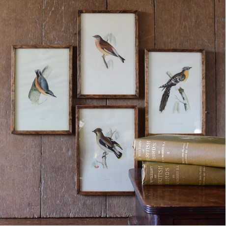 Set of Framed Prints of Birds